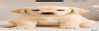 Trufa