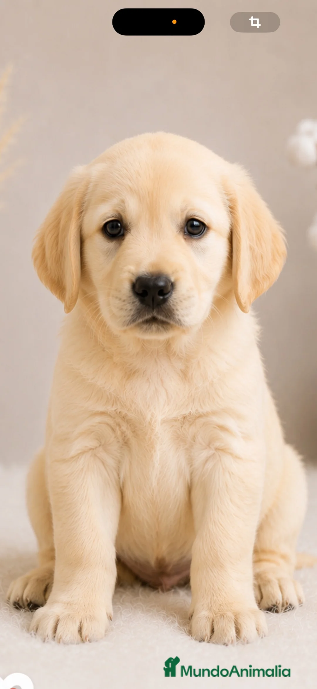 Labrador Retriever perros en venta: 💳 Labrador Retriever | Financiación Disponible - Anuncio 2