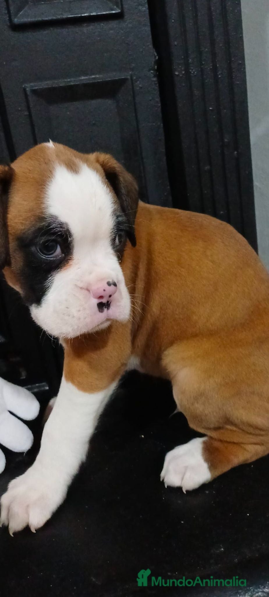 Boxer perros Boxer  - Anuncio 3