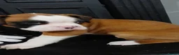 Boxer perros en venta: Boxer  - Anuncio 1