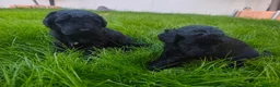 Perro de Agua Español perros en venta: PDA 🖤🖤 en Asturias - Anuncio 7
