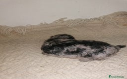 Caniche Toy perros en venta: Caniche toys merle - Imagen 2