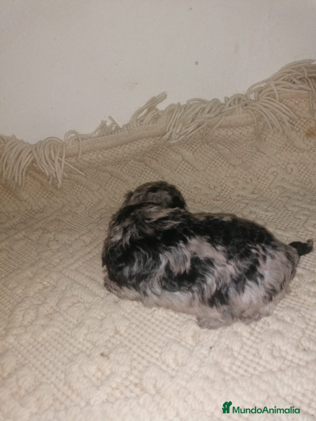 Caniche Toy perros en venta: Caniche toys merle - Imagen 2