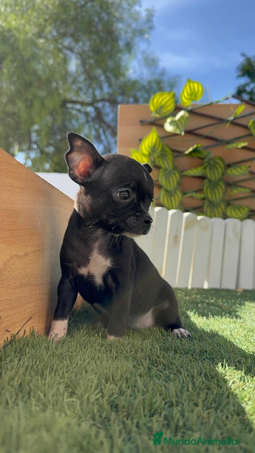 Chihuahua perros en venta: Chihuahua  - Imagen 3