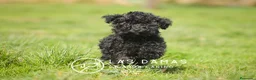 Caniche Enano perros en venta: Caniche Enano - Anuncio 3
