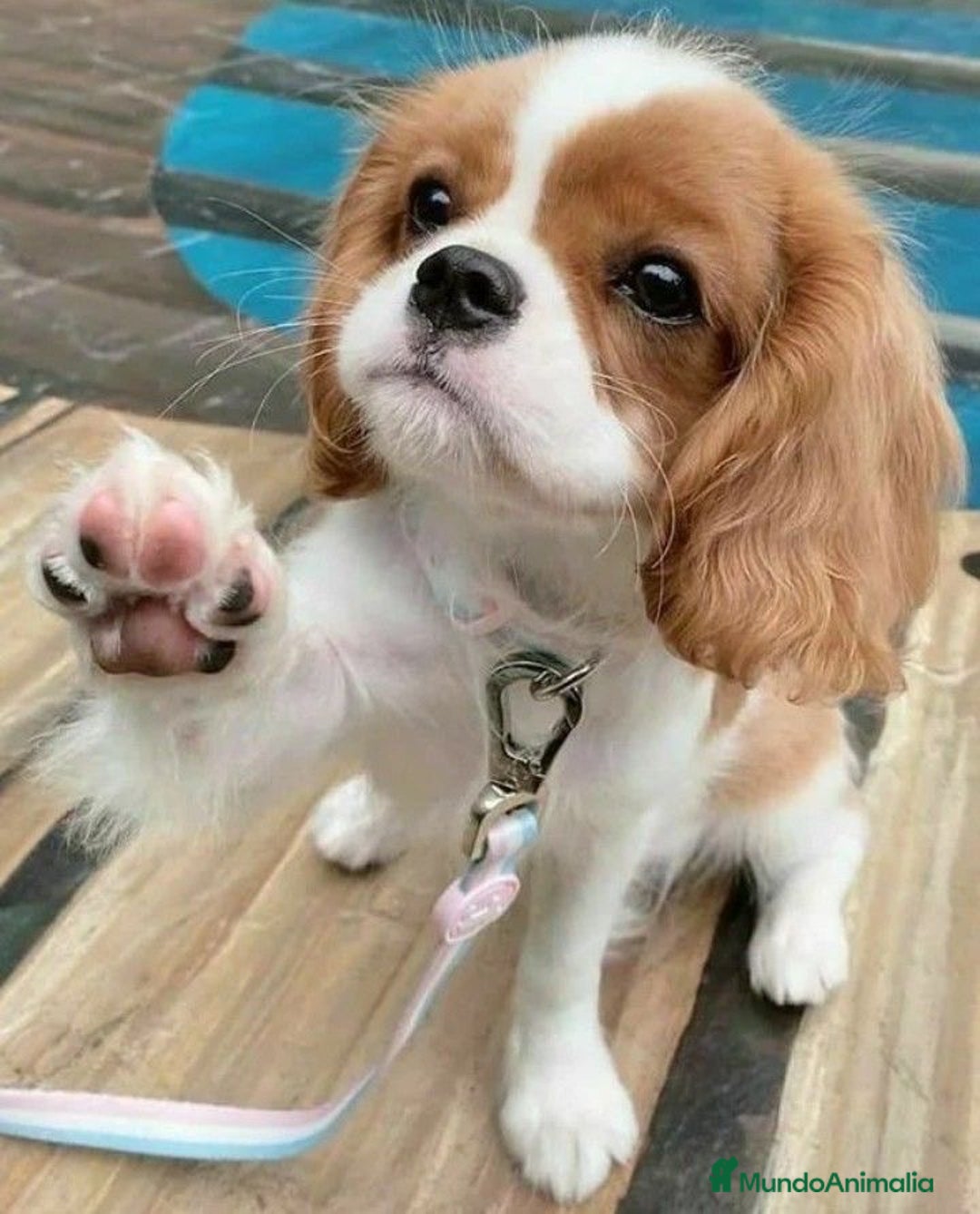 Cavalier King Charles Spaniel perros en venta: Cavalier Kong Spaniel - Imagen 3