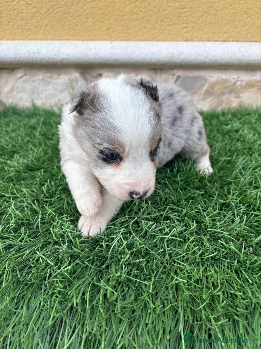 Border Collie perros en venta: Border Collie macho Merle precioso - Anuncio 12