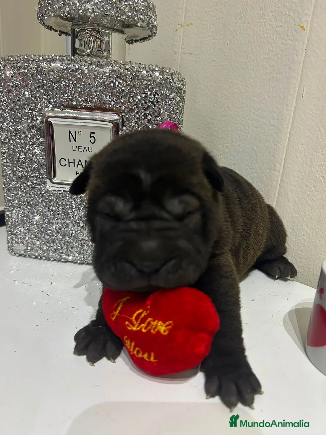 Shar Pei perros en venta: Shar pei americano disponible - Anuncio 2