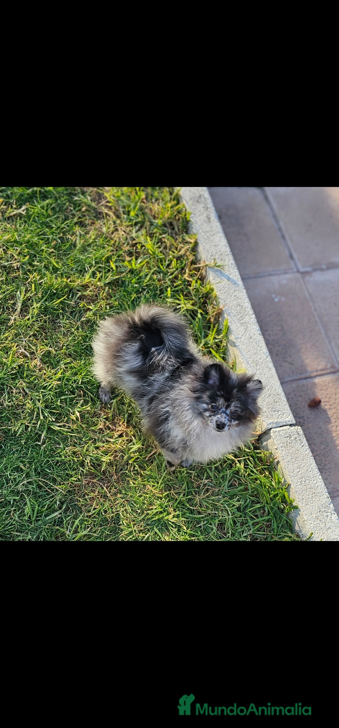 Pomerania perros en venta: Pomerania merle. Machito - Anuncio 4