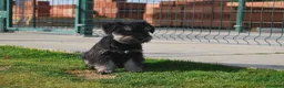 Schnauzer Miniatura perros en venta: Schnauzer Miniatura del Alto del Pago - Anuncio 16