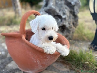 Schnauzer Miniatura perros - Anuncio 1