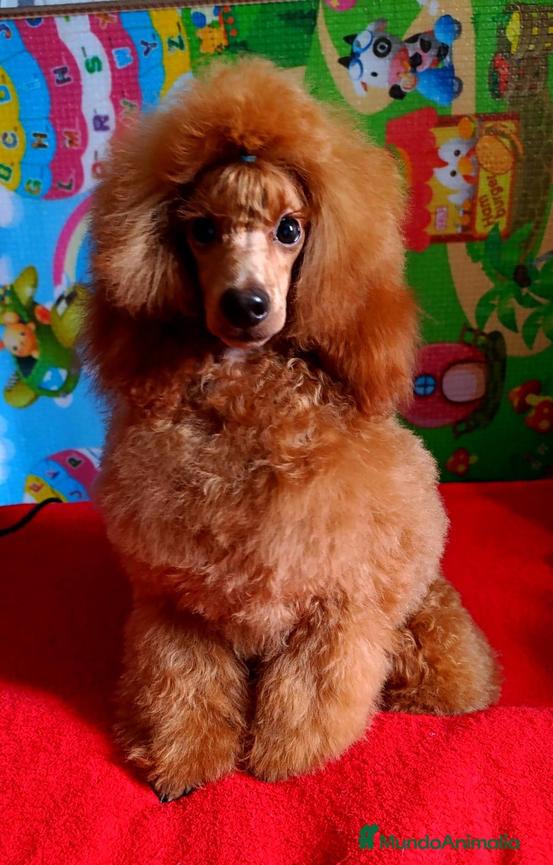 Caniche Enano perros en venta: Cachorros de Caniche Enano Leonado - Anuncio 2