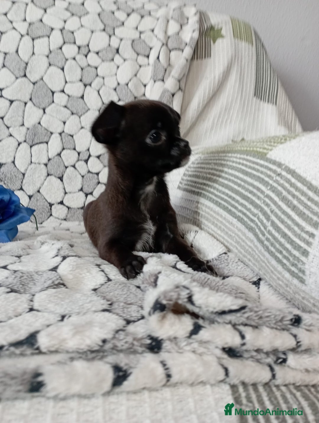 Chihuahua perros en venta: Chihuahua toy colores exóticos pelo largo y corto  - Anuncio 8