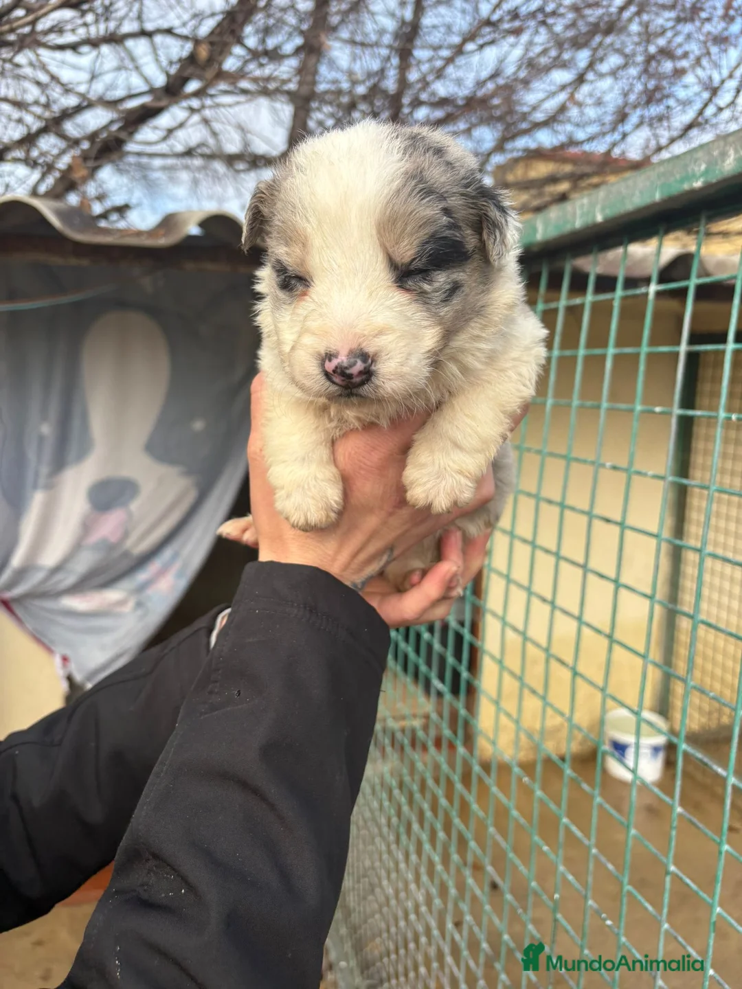 Border Collie perros en venta: Cachorro macho border collie merle  - Anuncio 7