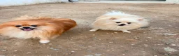 Pomerania perros en venta: Pomerania toy  - Anuncio 11