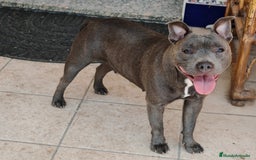 Staffordshire Bull Terrier perros en venta: Staffordshire Bull Terrier Blue  - Imagen 4