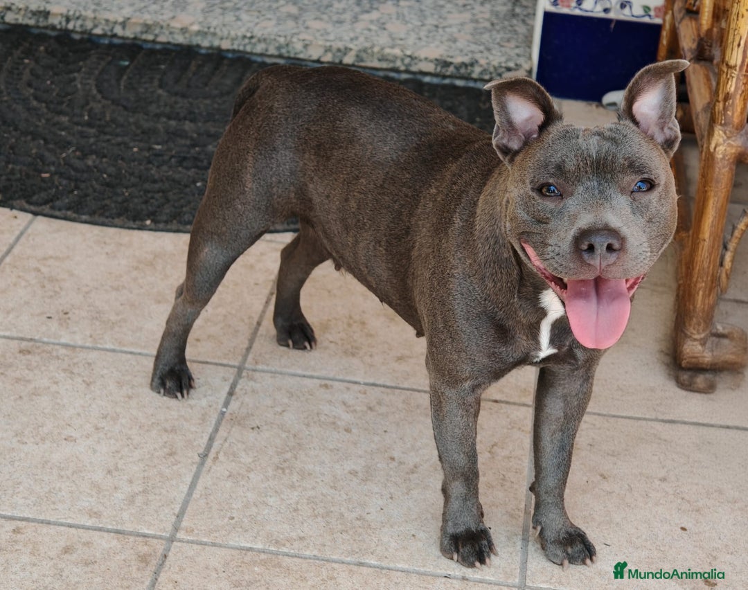 Staffordshire Bull Terrier perros en venta: Staffordshire Bull Terrier Blue  - Imagen 4