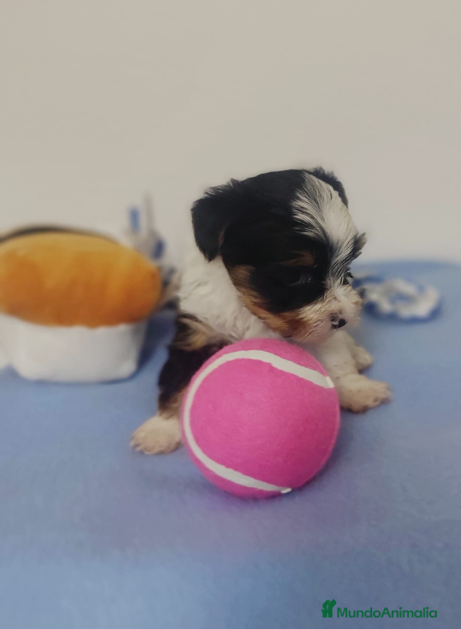 Biewer Yorkshire Terrier a la Pom Pon perros Yorkshire biewer  - Anuncio 2