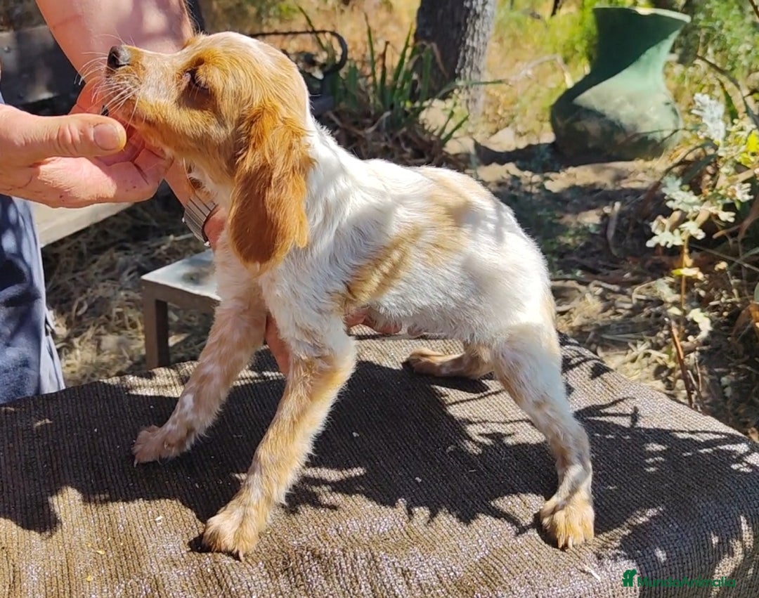 Épagneul Breton perros en venta: CACHORROS DE ESPAGNEULS BRETON  - Imagen 3