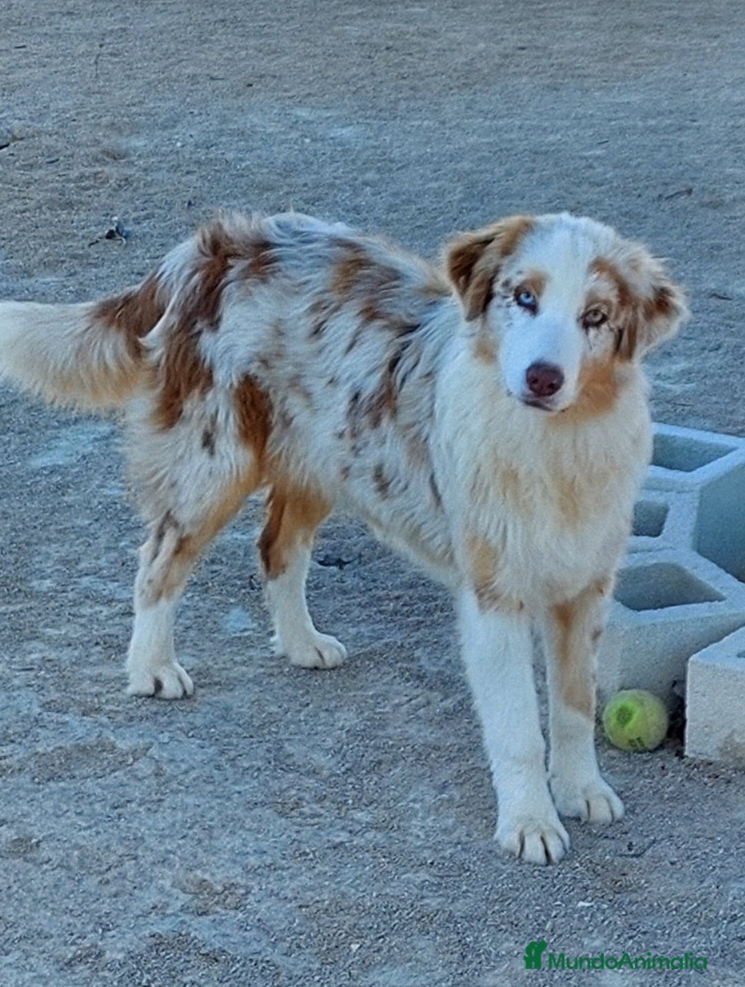 Pastor Australiano perros en adopcion: Hembra rojo merle - Anuncio 5