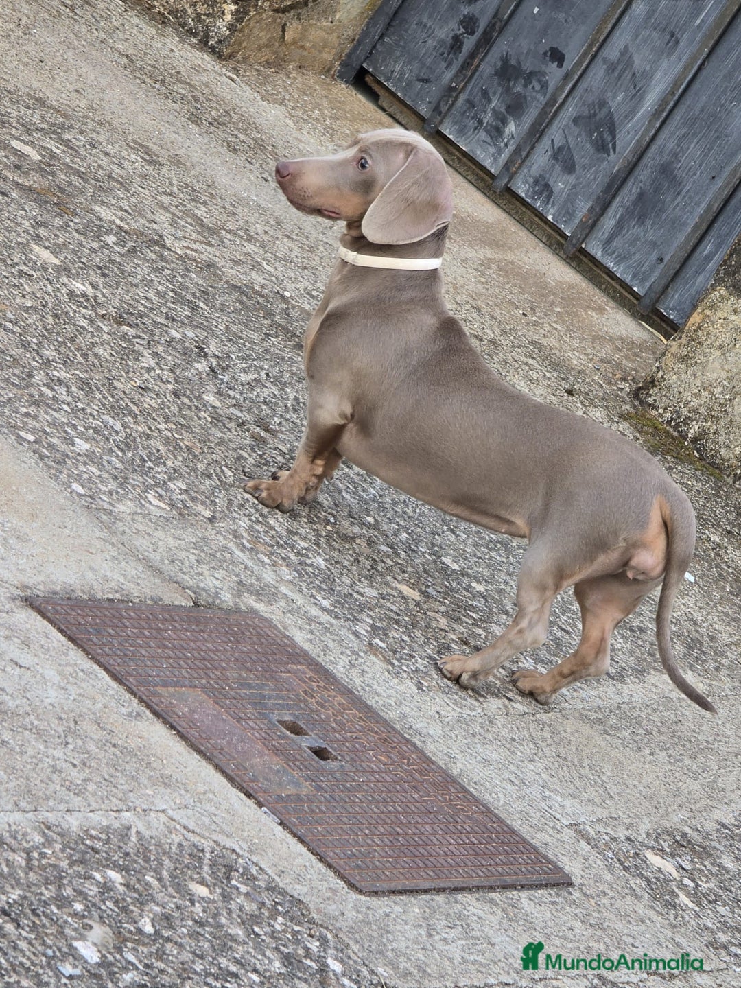 Teckel Miniatura perros en venta: Teckel mini - Anuncio 4