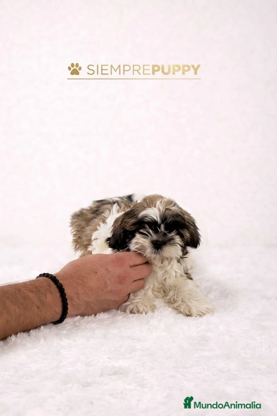Shih Tzu perros en venta: SHIH TZU CACHORRITOS - Anuncio 2