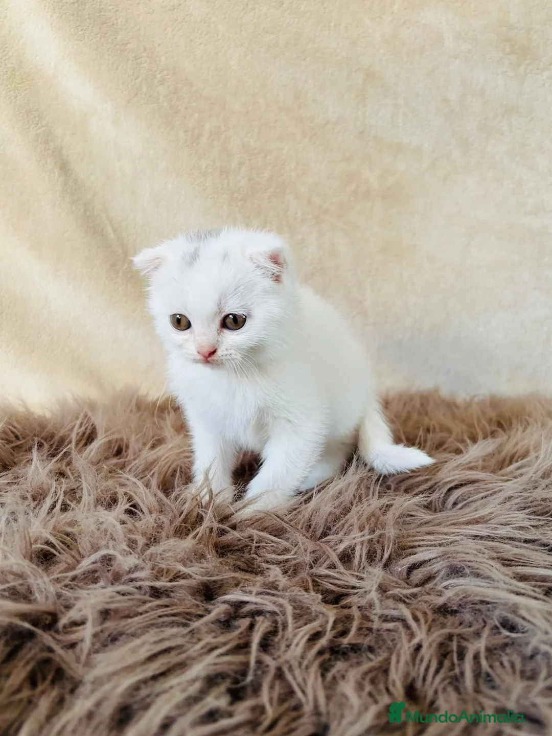 Británico de Pelo Corto gatos en venta: British y Scotish Fold  - Anuncio 1