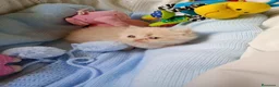 Persa gatos en venta: Disponible una parejita de persa y malayo - Anuncio 11