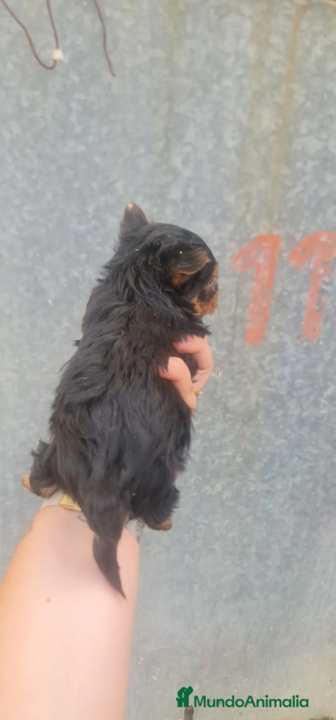 Yorkshire Terrier perros en venta: Yorkshire  - Anuncio 2