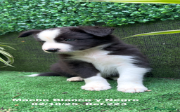 Border Collie perros en venta: BORDER COLLIE - Anuncio 9