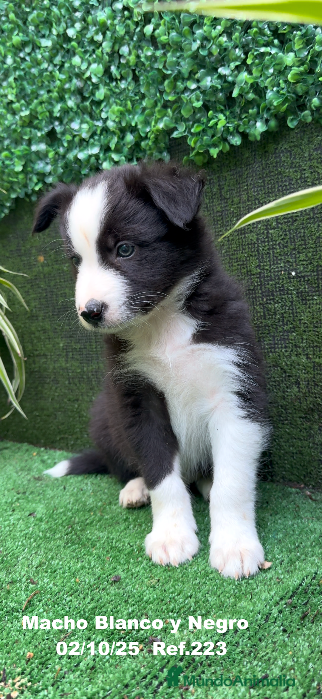 Border Collie perros en venta: BORDER COLLIE - Anuncio 9