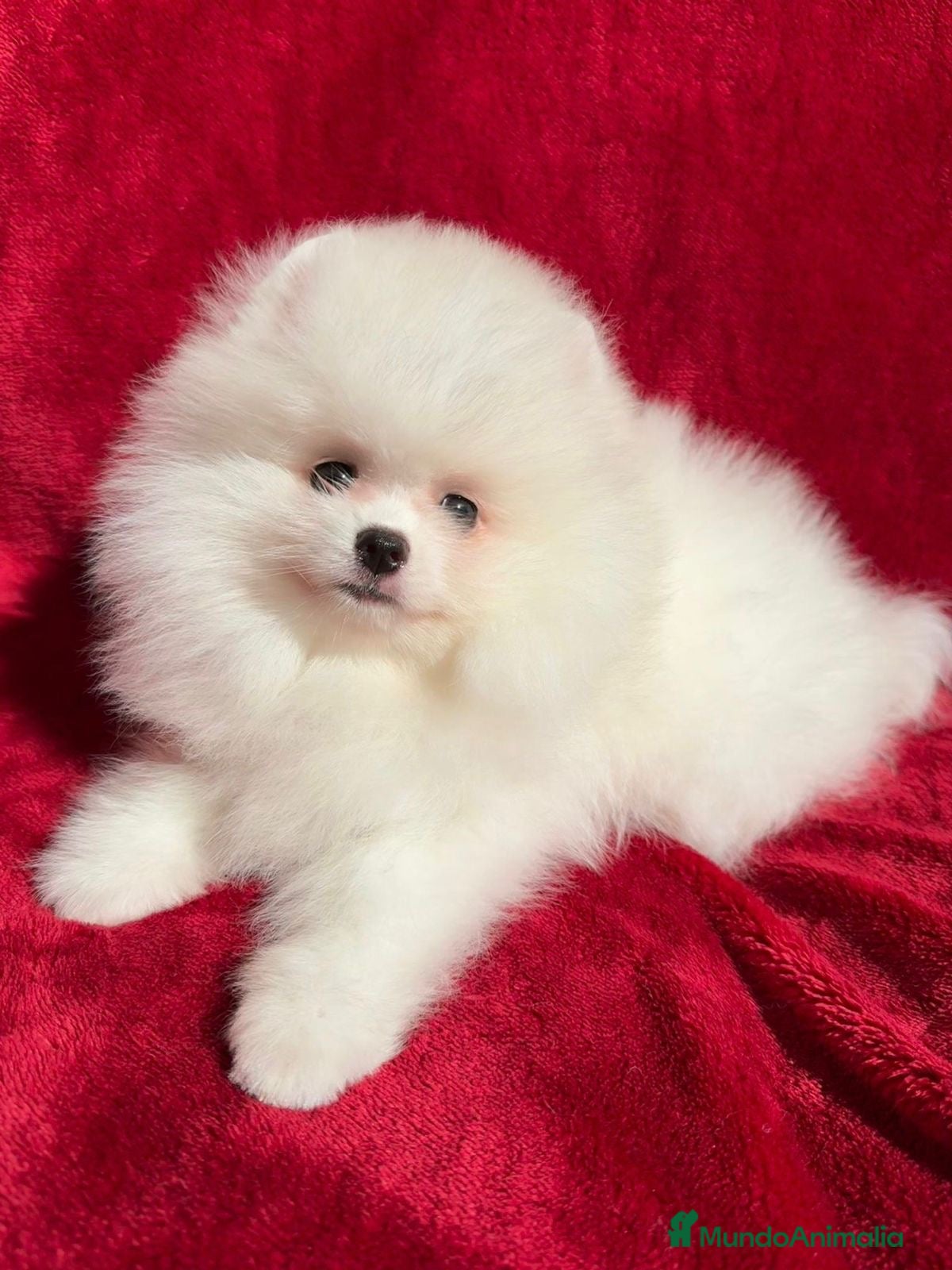 Pomerania perros Pomerania Hembra - Anuncio 2
