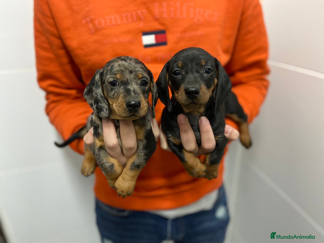 Teckel Miniatura perros en venta: Cachorros Teckel 650€ ¡PRECIO REAL! 640661289 - Imagen 2
