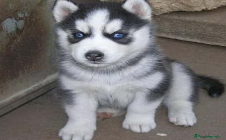 Husky Siberiano perros - Propaganda 1