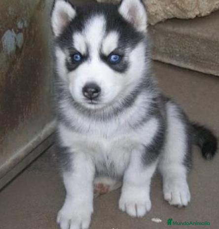 Husky Siberiano perros - Anuncio 2