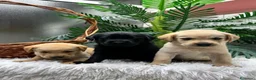 Labrador Retriever perros en venta: LABRADOR RETRIEVER - Anuncio 5