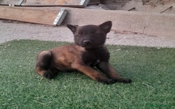Pastor Belga Malinois perros en venta: PASTOR BELGA MALINOIS - Imagen 12