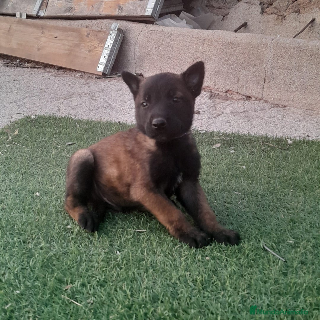 Pastor Belga Malinois perros en venta: PASTOR BELGA MALINOIS - Imagen 12