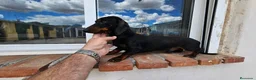 Teckel perros en venta: Cachorritos de teckel Arlequín  - Anuncio 6