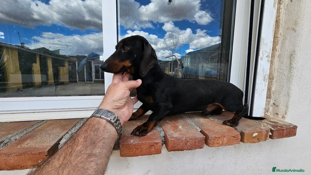 Teckel perros en venta: Cachorritos de teckel Arlequín  - Anuncio 6