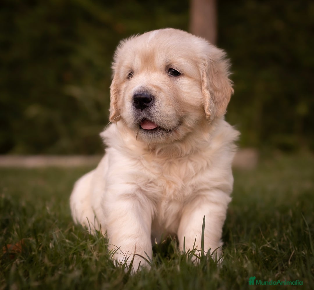 Golden Retriever perros en venta: Camada Golden Retriever  - Imagen 4