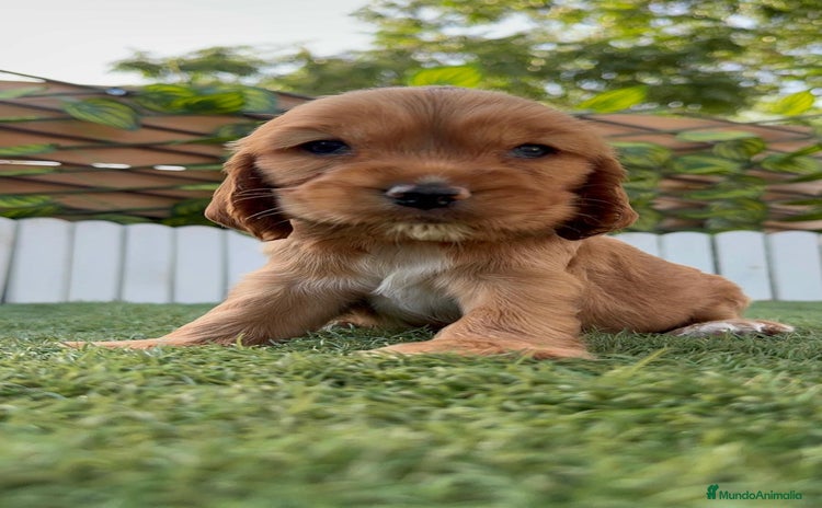 Cocker Spaniel Inglés perros - Propaganda 1