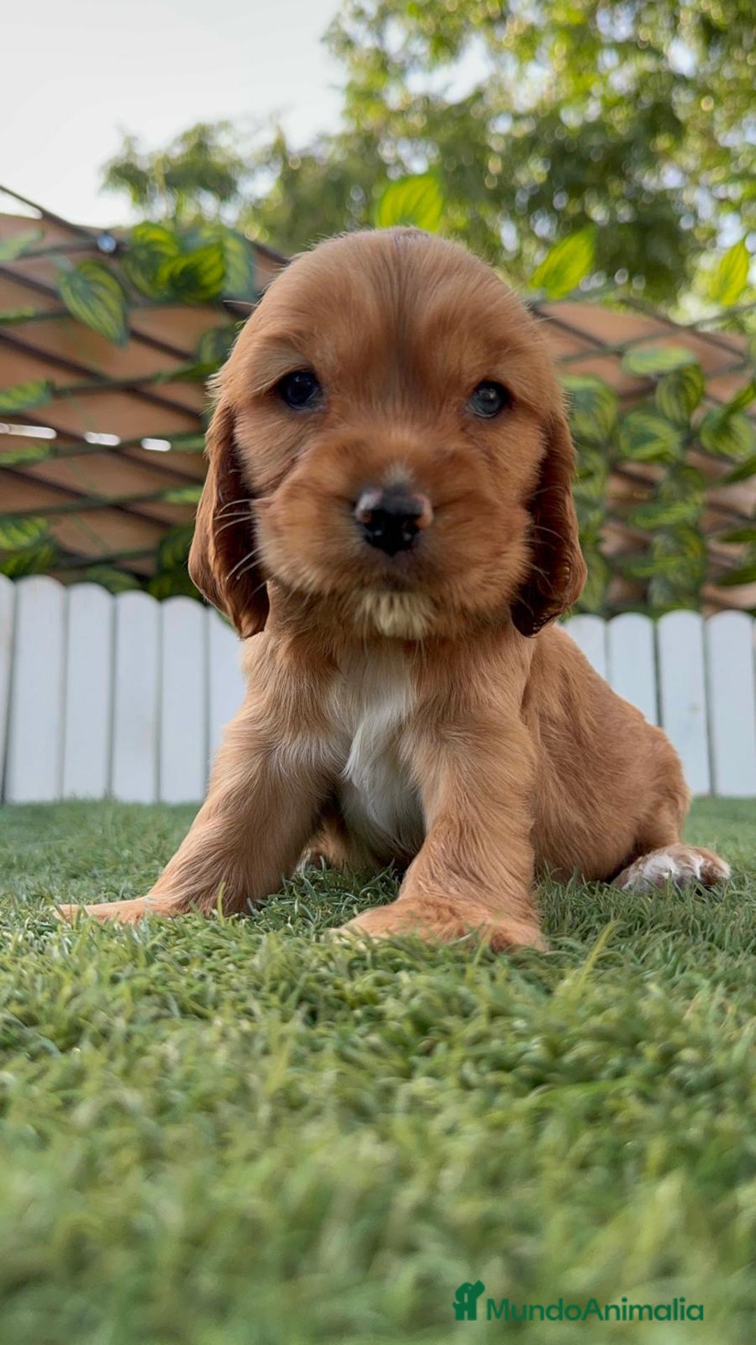 Cocker Spaniel Inglés perros en venta: COCKER SPANIEL INGLES - Imagen 1