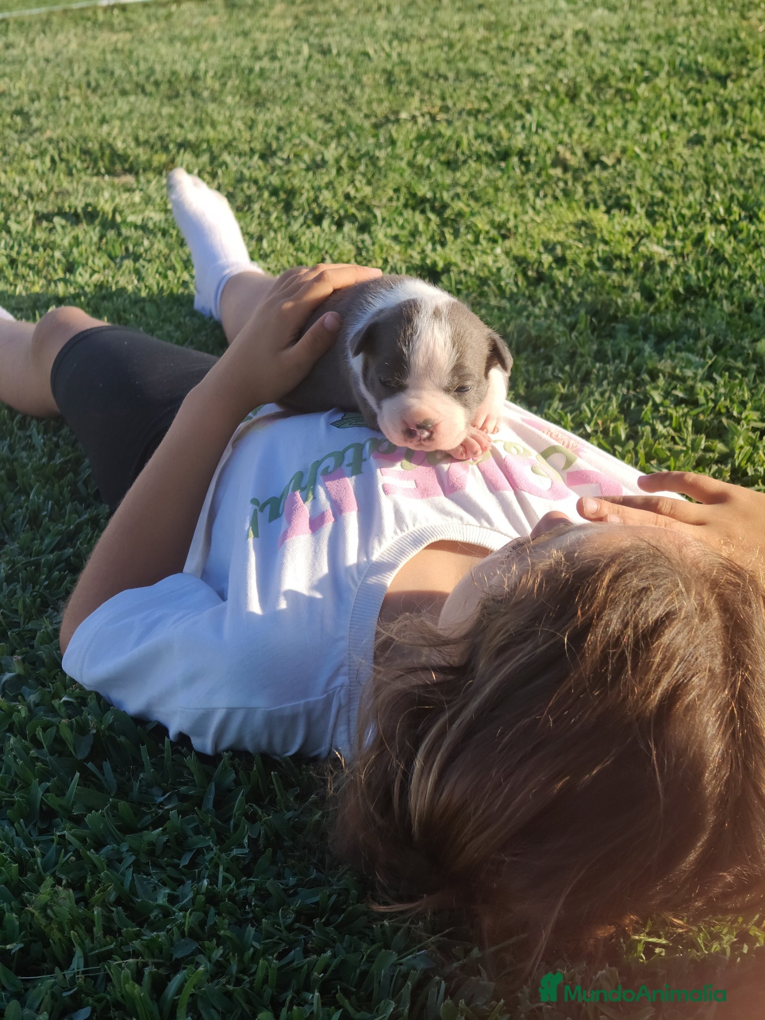 American Staffordshire-Terrier perros en venta: PEDIGREE AMERICAN STAFFORDSHIRE TERRIER BLUE  - Anuncio 11