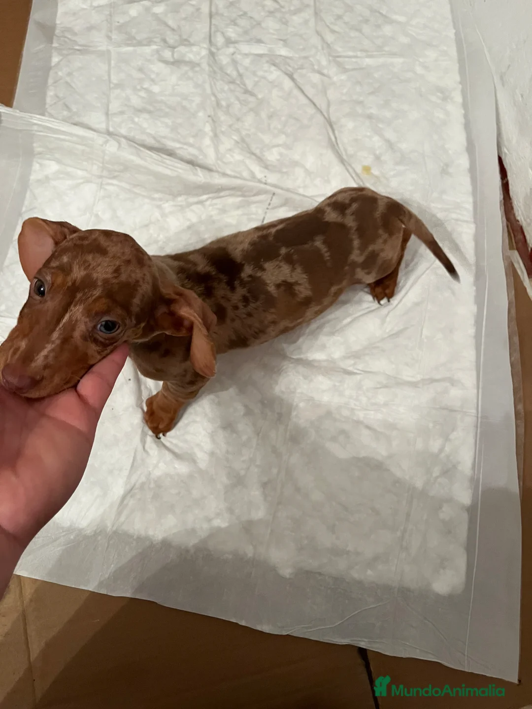 Teckel perros en venta: TECKEL ARLEQUÍN ISABELLA PRECIOSO  en Alicante - Anuncio 2