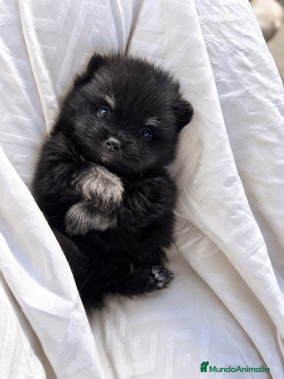 Pomerania perros PRECIOSO BEBÉ POMERANIA BLACK AND TAN  - Anuncio 2