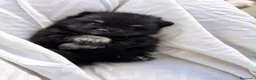 Pomerania perros en venta: PRECIOSO BEBÉ POMERANIA BLACK AND TAN  - Anuncio 1