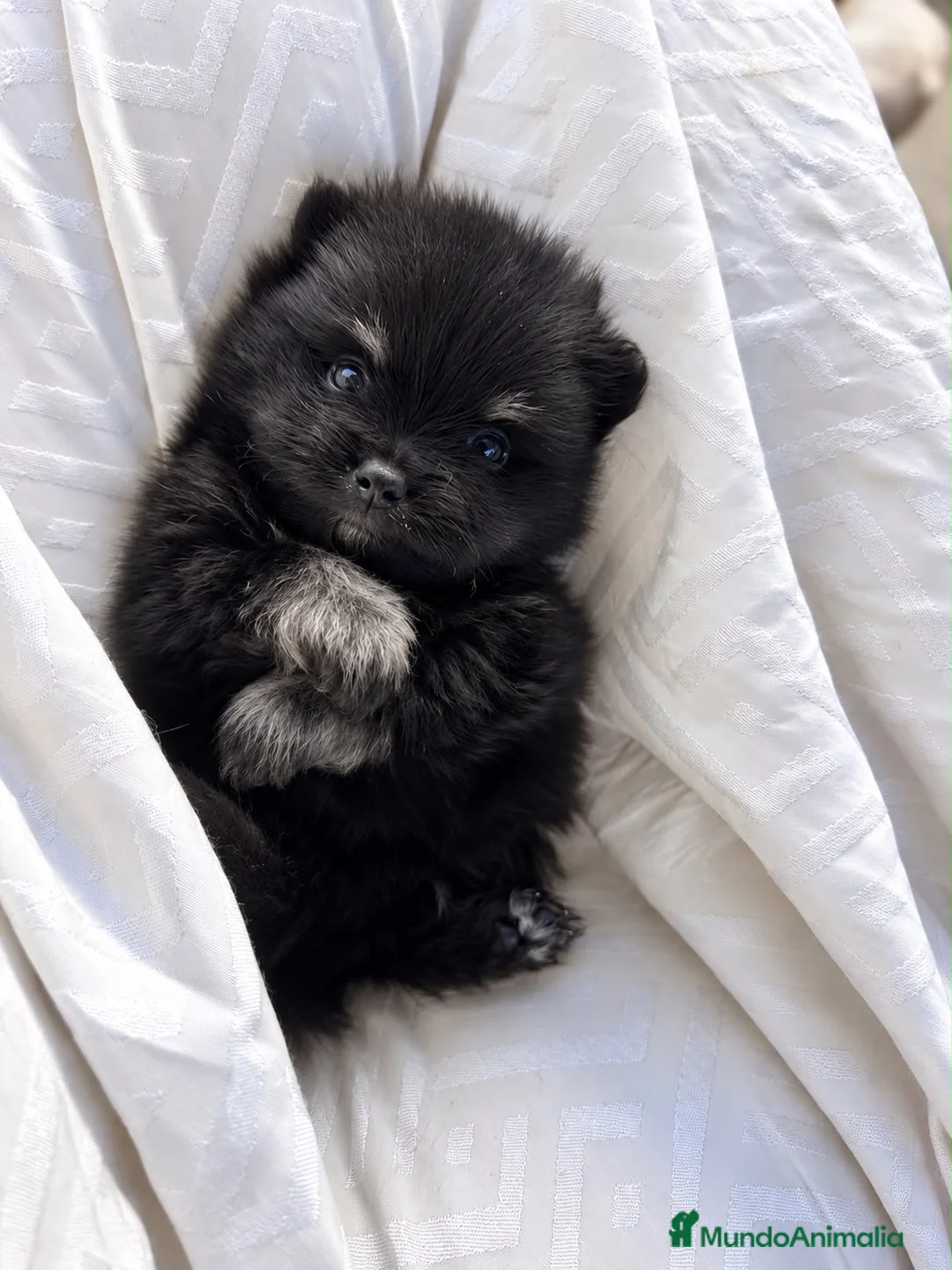 Pomerania perros en venta: PRECIOSO BEBÉ POMERANIA BLACK AND TAN  - Anuncio 1