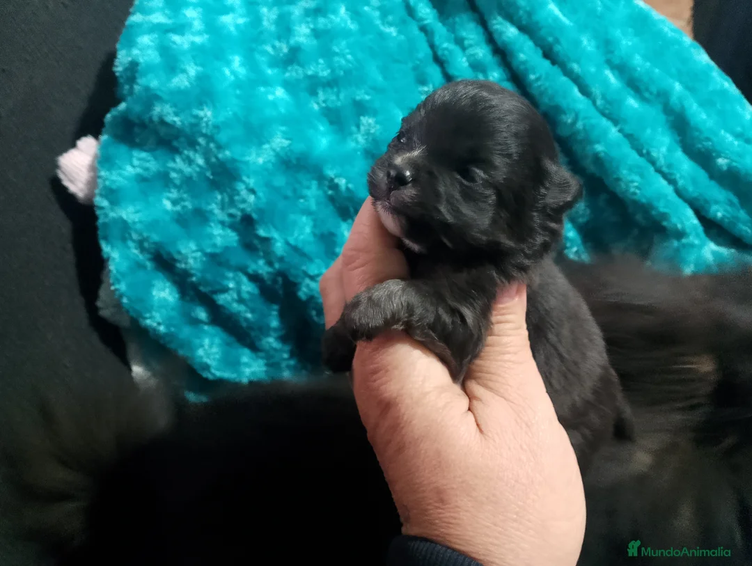 Pomchi perros en venta: Pareja de pomerania y pomchi toys  - Anuncio 2