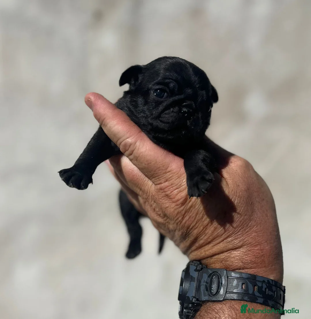 Carlino - Pug perros en venta: Carlino pug - Anuncio 2